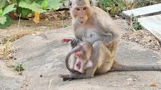 O M G  ! Tiny BB monkey Feel S@d when Young Mom Monkey Not A llowed when BB want to Playing