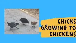 CHICKS GROWING TO CHICKENS
