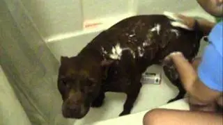 How to Pamper Your Pet.wmv