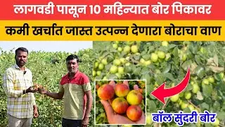 🔶 बॉल सुंदरी बोर | कमी खर्चात जास्त उत्पन्न देणारी बोराची नवीन व्हरायटी | 10 महिन्यात घेतलं पहिल पीक