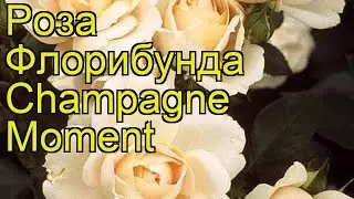 Роза флорибунда Шампань Момент. Краткий обзор, описание характеристик Champagne Moment