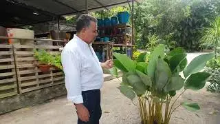 A beleza da Calathea Lutea