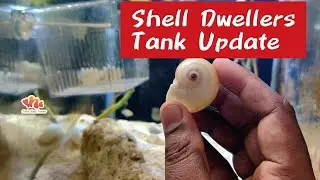 Inside Shells 🐚 Lot of Baby Fish | Shell Dwellers Tank Breeding Update 🐟