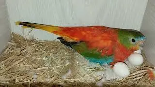 #Turqusine#Bird#Breeding#First time#lovely mother#