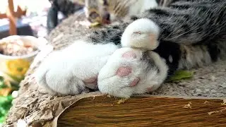 Gorgeous Cat With Thumbs - Polydactyl Cat!