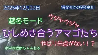 2025年12月22日ひしめき合うアマゴと謎の魚たち！