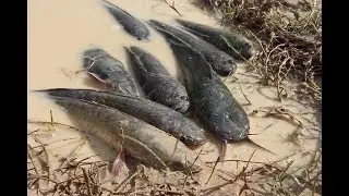 Wow! Amazing Girls Catch Fish With Hole Fish Trap -Traditional Fishing Videos Catching Country Fish