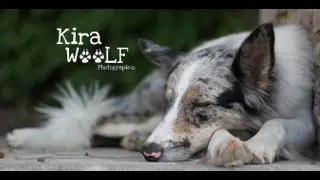 Ghost the jumping border collie ♪♫