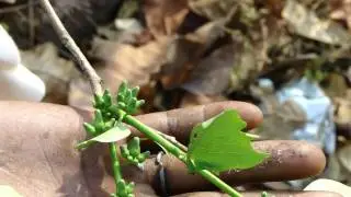 Diabetes Herbs. 323B. Anogeissus latifolia &copy; Pankaj Oudhia