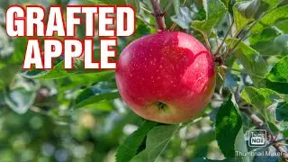 Grafted Apple