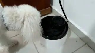 UNBOXING | Bebedero autom&aacute;tico para mascotas fancy pets