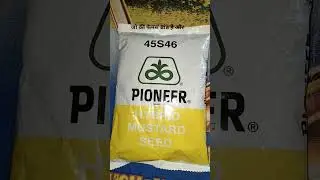 pioneer 45s46 sarson variety #mustard #mustardseeds #farming