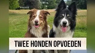 Twee of meer honden opvoeden. Hoe zorg ik voor rust in mijn roedel?