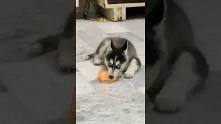Ignore🥲#HuskyLove#HuskyVibes#FunnyHusky#SiberianHusky#HuskyLife#HuskyWorld#FluffyHusky#likeforlikes