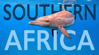 We Swam with Wild Dolphins in Mozambique | Maputo - eSwatini - Kruger National Park - Ponta do Ouro