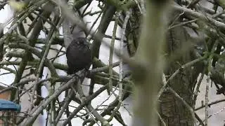Carribean Grackle /Caribische Troepiaal , Capelle aan den IJssel, The Netherlands, 27-01-2026.