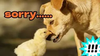 The Imperfect Guardian.#heartwarming #animals #dog #chicken