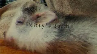 kitty's farm