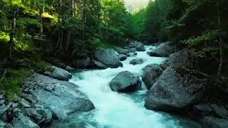Relax in the Wild Forest Soundscape with Birds and Running Water (Copy)