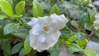 Repoting and caring for Gardenia to flower, alinahome urban garden