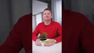 Хватит покупать туи! Их легко вырастить самому и совершенно бесплатно!