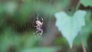 Beautiful Orb-Weaver Spider on Its Web | Macro Wildli