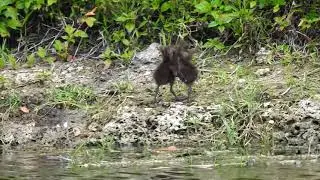 Bataille de b&eacute;b&eacute;s Courlan brun