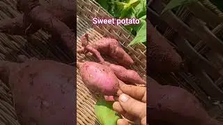#kokan #villagelife #gavakadachevlog #sweetpotatoharvest #ratali#kokan #mazegav