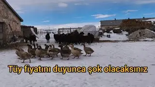 Kilosu 100 dolar olan kaz tüyü ( Döş tüyü ) #çiftlik #kazçiftliği #kaz