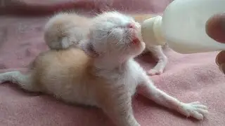 Adorable Newborn Dumped Kittens Call Dad for Bottle Feeding!