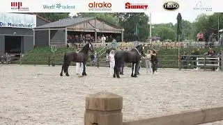 Fokdag | Het Friesche Paard Zuid-NL | 28 Juli 2025