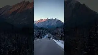 Winter Roads And Surprise Wildlife Cameos? Not The Best Combo. 🫎 ⛰️ ❄️