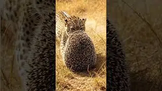 Revenge of the Hedgehog &mdash; Leopard&rsquo;s Painful Mistake #animalshorts #wildlife #revenge