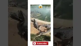 Farmer Feeds Live Chicken to Crocodiles || Fermier donne une poule vivante aux crocodiles #shorts