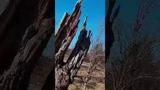 FOREST FURY! FPV Drone Loops and Tricks Through the Trees!
