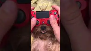 Super mario dog 🤣🤣🤣 #shorts #pets #dog #supermario