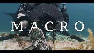 Sunset Cove Beach and Dive Resort  Romblon Macro!