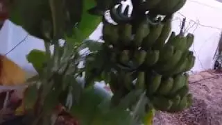 My tropical backyard and some thoughts on frost protection