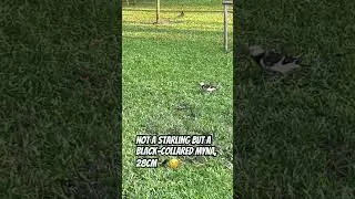 Gracipica nigricollis 😎 #handballEM #GERHUN #premierleague #BHAWOL #afcon2023 #birds #nature #thai