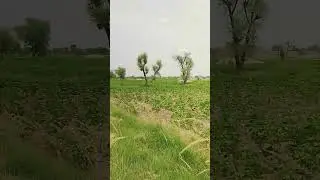 #fieldvideo #livevideo