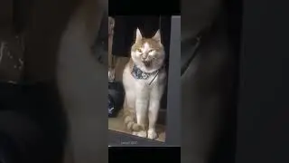 Бургер Кинг говно meme cat 😸песенка котик поет песню
