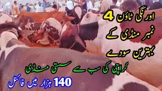 Orangi Town 4 Number Cow Mandi 2025 Rates Update @travelandfood1386