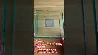 Arena dla mr&oacute;wek #antkeeping #ants #mr&oacute;wki #insects #shorts #formikarium