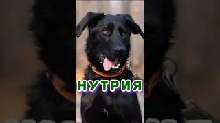 Нутрия ищет семью #dog #dogshorts #помощьживотным #собачкаищетдом #собака #собакиизприюта