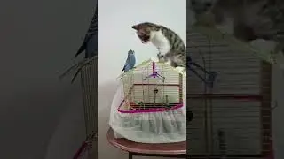 Funny Animal Sounds In Wildlife: Buffalo, Panda, Giraffe, Cow, Goat, Dog,... | Animal Moments 😂