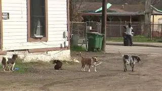 Animal Care Services launches new initiative to help keep dogs off the streets