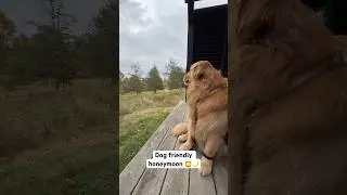 Обзор нашего медового месяца с собаками 🐾 | Мини-лунное приключение Уолли