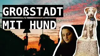 Großstadt mit Hund? Vor- & Nachteile