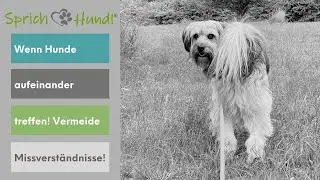 Missverständnisse unter Hunden - und wie man am geschicktesten Hunde zusammenführt