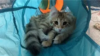 Six Month Old Norwegian Forest Kitten's Cave of Mystery - 6MO Tora Plays in Her Hideout